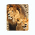 Fleece Blanket Lions